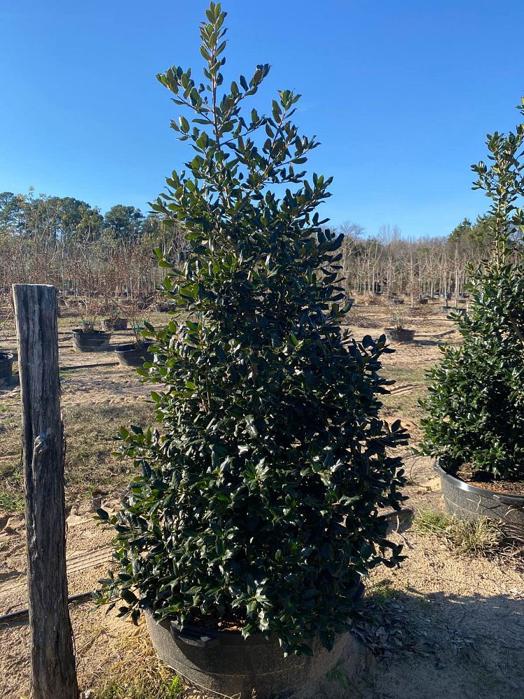 ilex-nellie-r-stevens-holly-nellie-r-stevens-holly