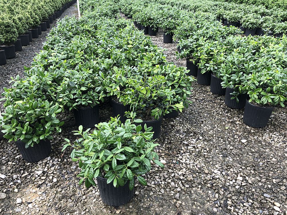 ilex-nellie-r-stevens-holly-nellie-r-stevens-holly