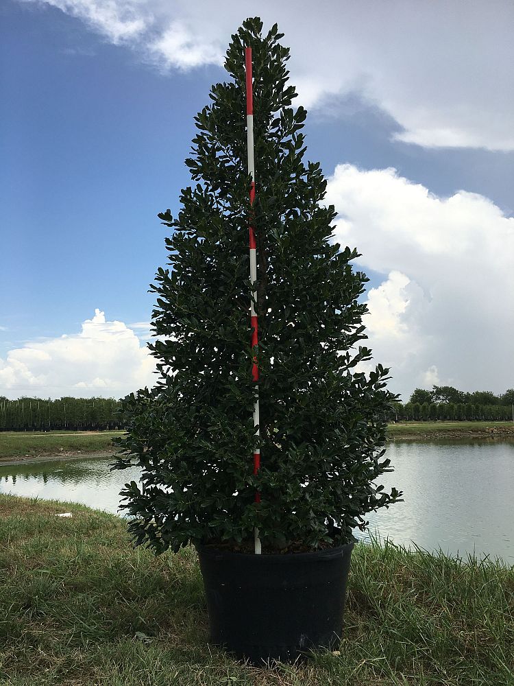 ilex-nellie-r-stevens-holly-nellie-r-stevens-holly
