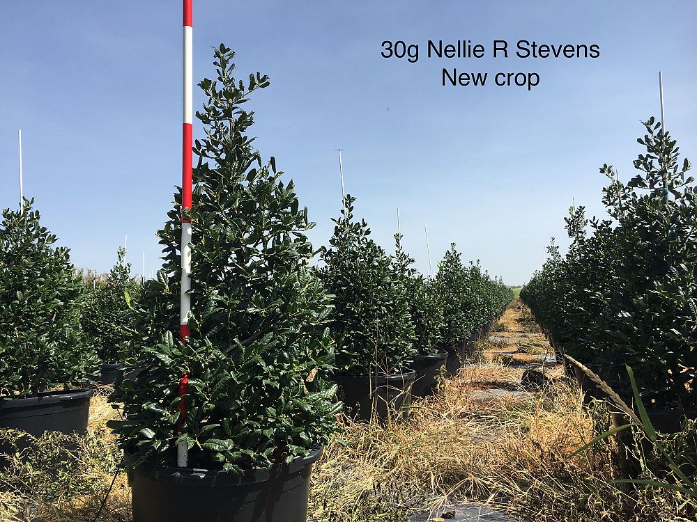 ilex-nellie-r-stevens-holly-nellie-r-stevens-holly