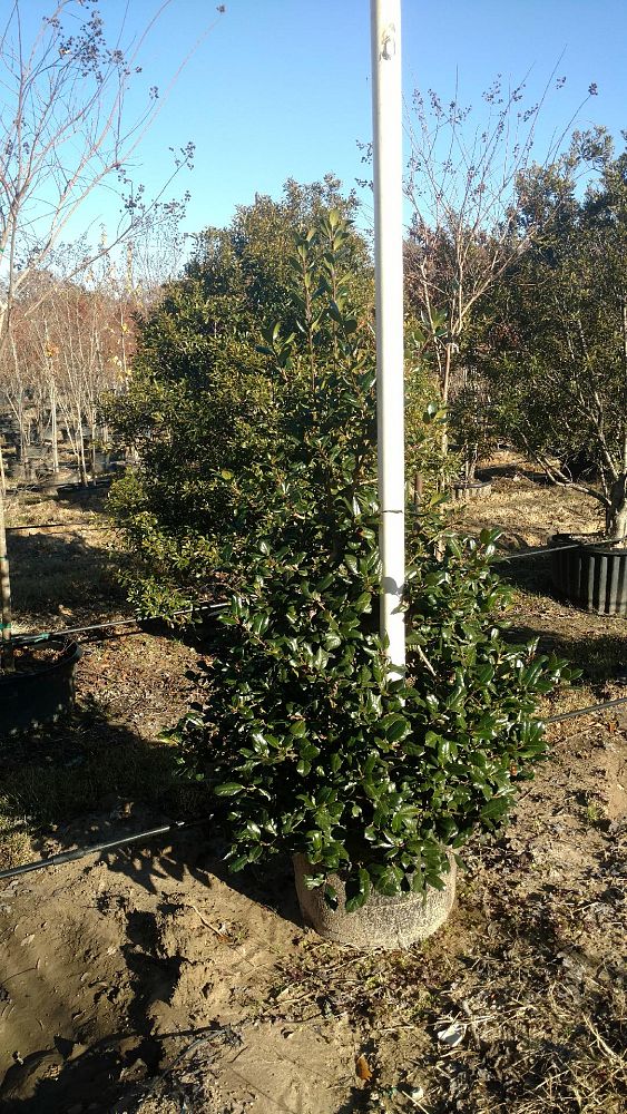 ilex-nellie-r-stevens-holly-nellie-r-stevens-holly