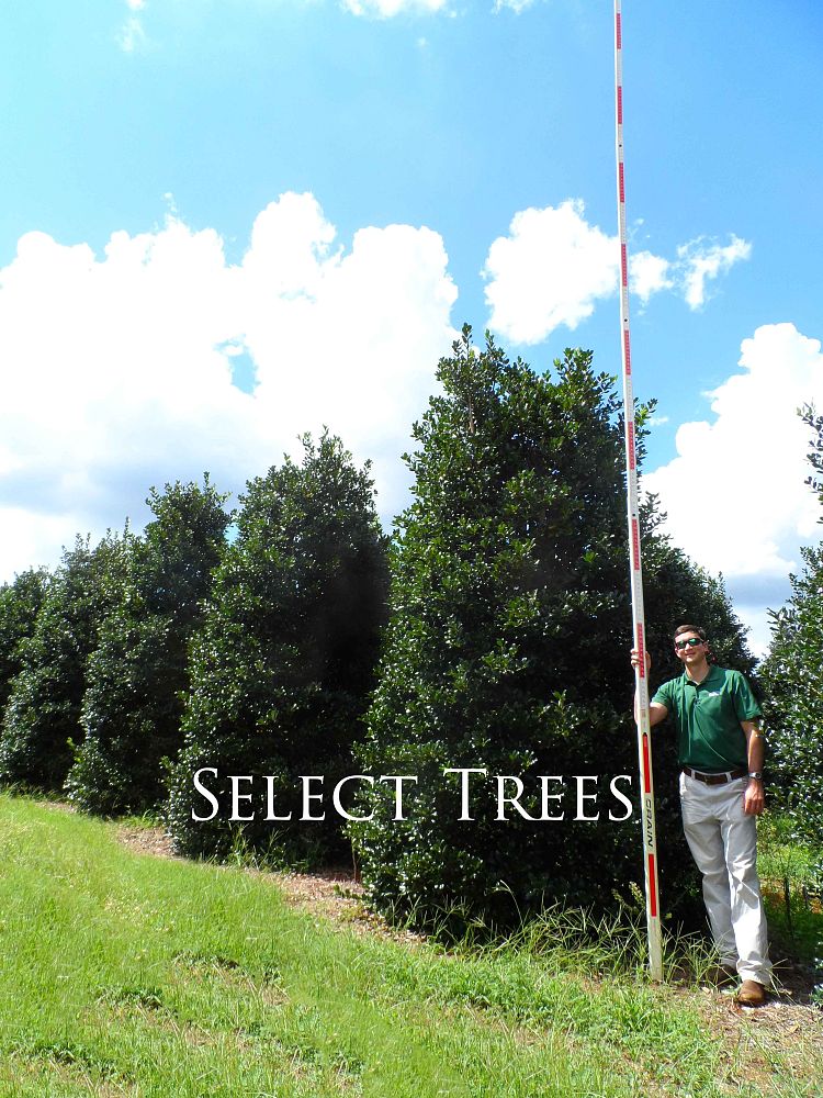 ilex-nellie-r-stevens-holly-nellie-r-stevens-holly