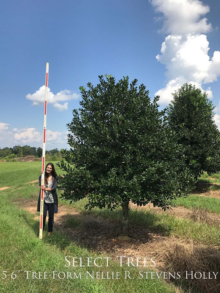 ilex-nellie-r-stevens-holly-nellie-r-stevens-holly