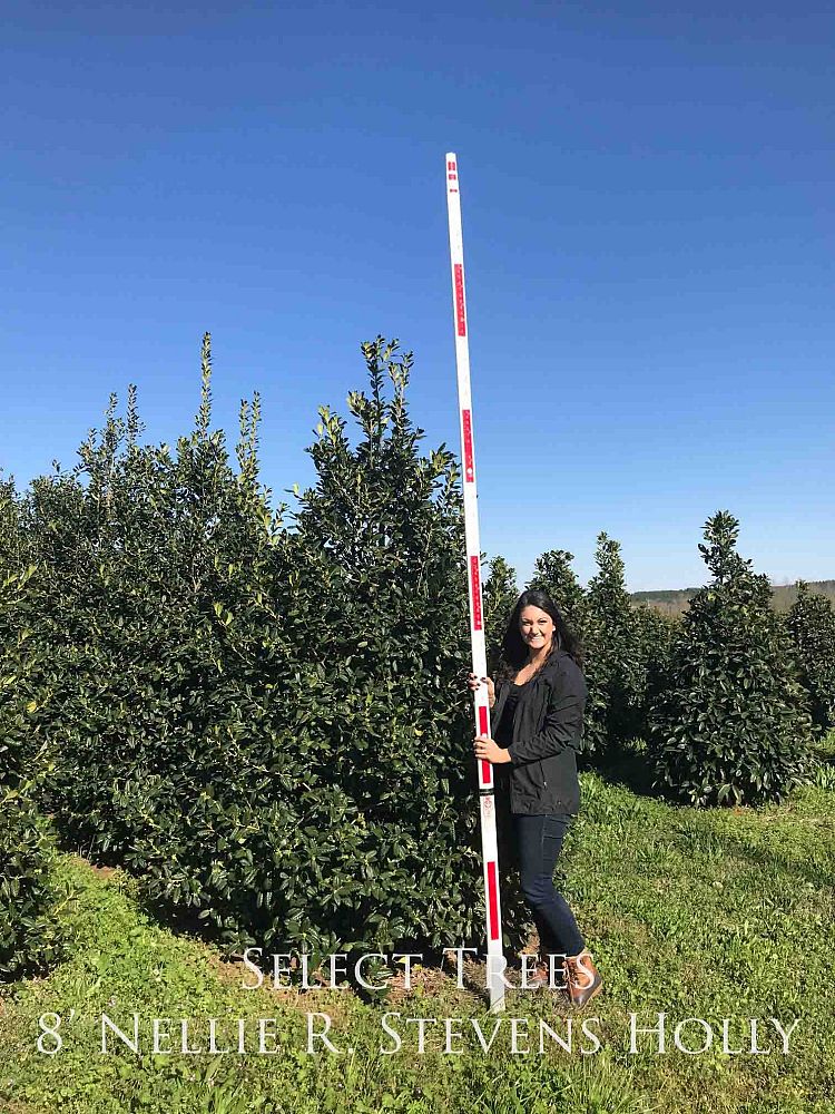 ilex-nellie-r-stevens-holly-nellie-r-stevens-holly