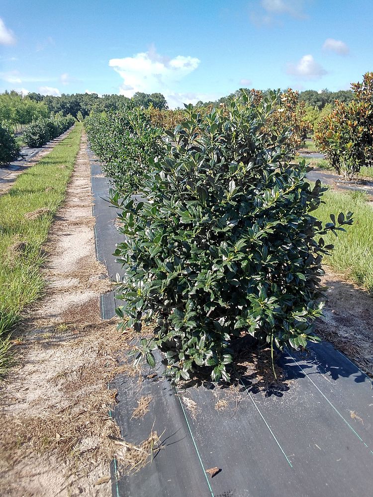 ilex-nellie-r-stevens-holly-nellie-r-stevens-holly