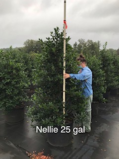 ilex-nellie-r-stevens-holly-nellie-r-stevens-holly