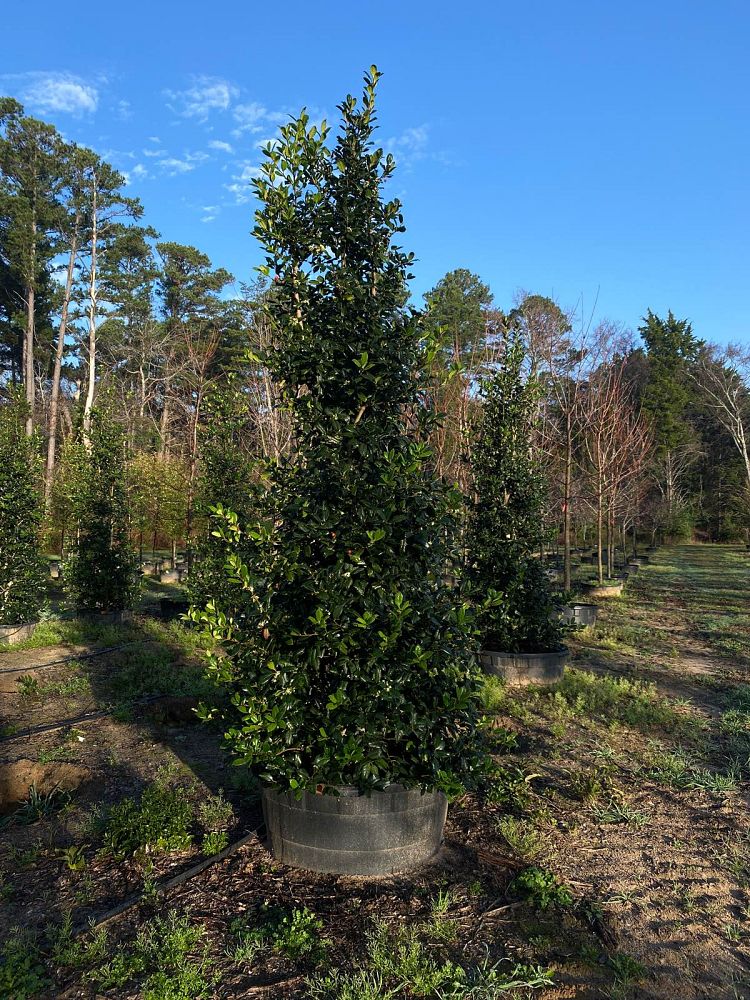 ilex-nellie-r-stevens-holly-nellie-r-stevens-holly