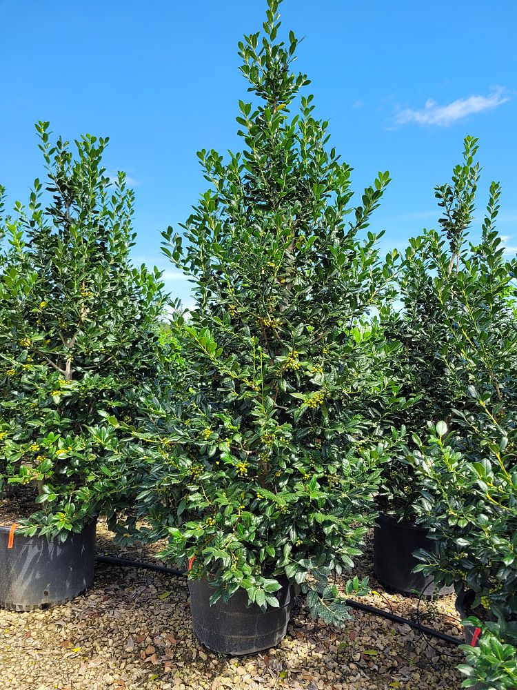 ilex-nellie-r-stevens-holly-nellie-r-stevens-holly
