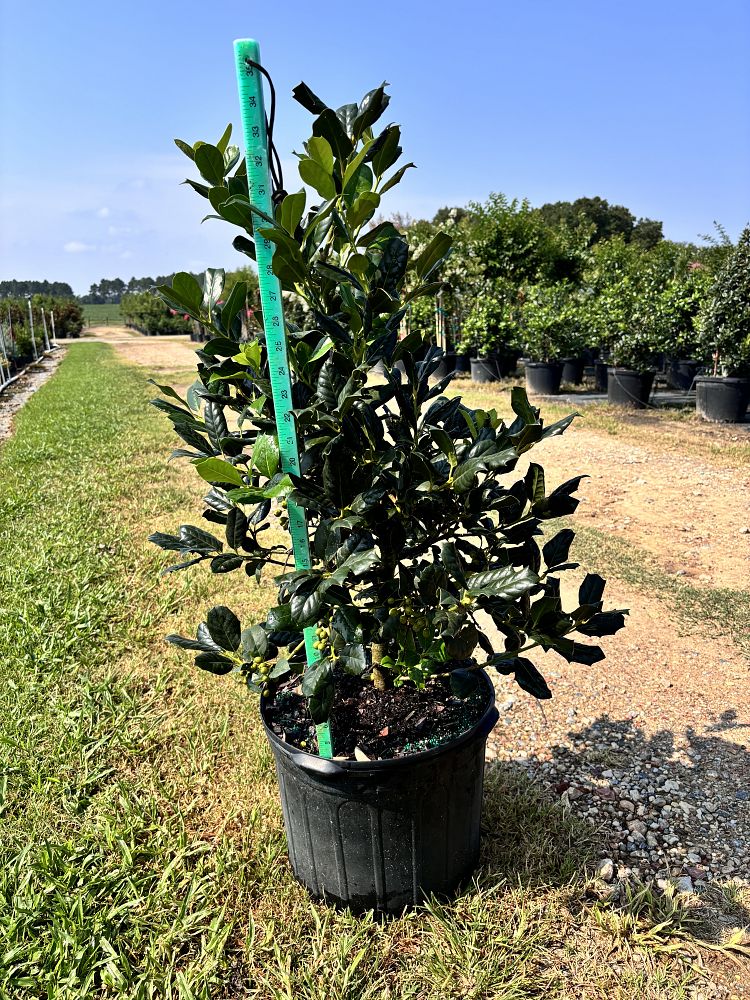 ilex-nellie-r-stevens-holly-nellie-r-stevens-holly