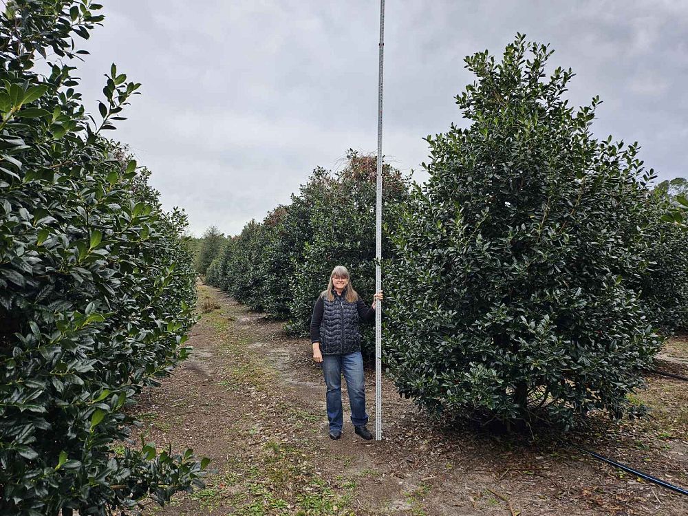 ilex-nellie-r-stevens-holly-nellie-r-stevens-holly