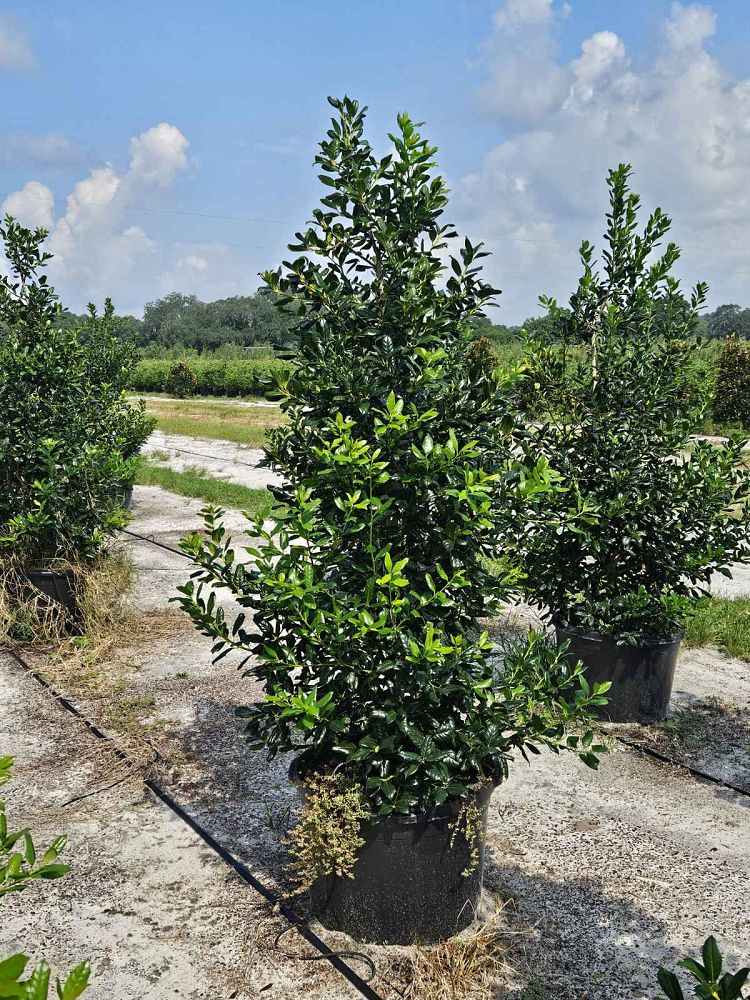 ilex-nellie-r-stevens-holly-nellie-r-stevens-holly