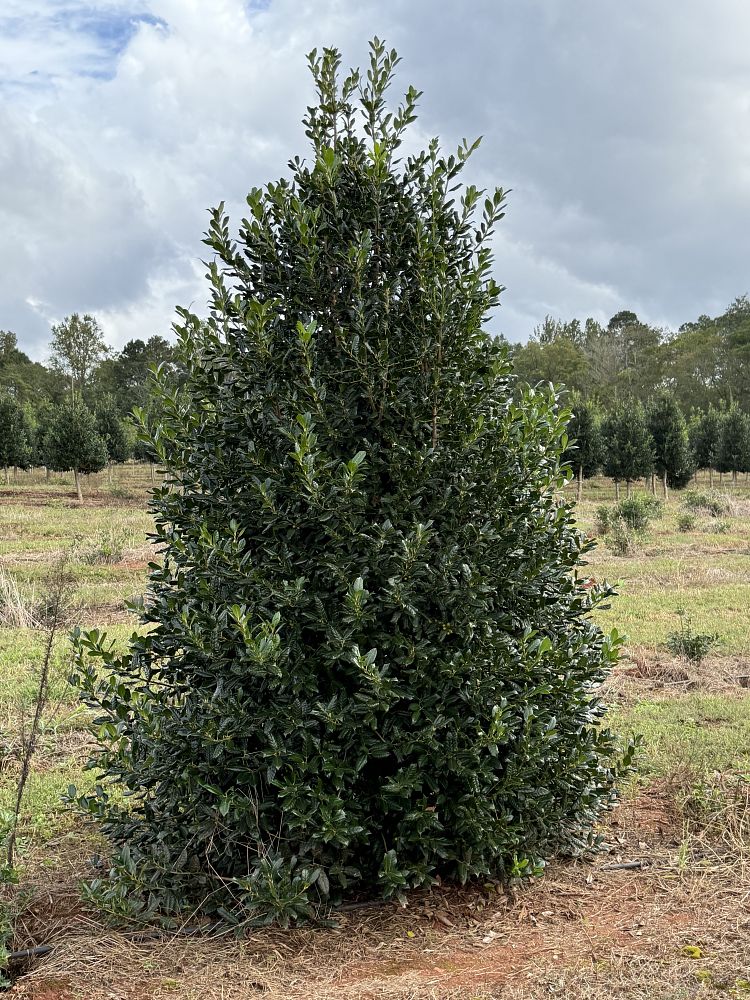 ilex-nellie-r-stevens-holly-nellie-r-stevens-holly