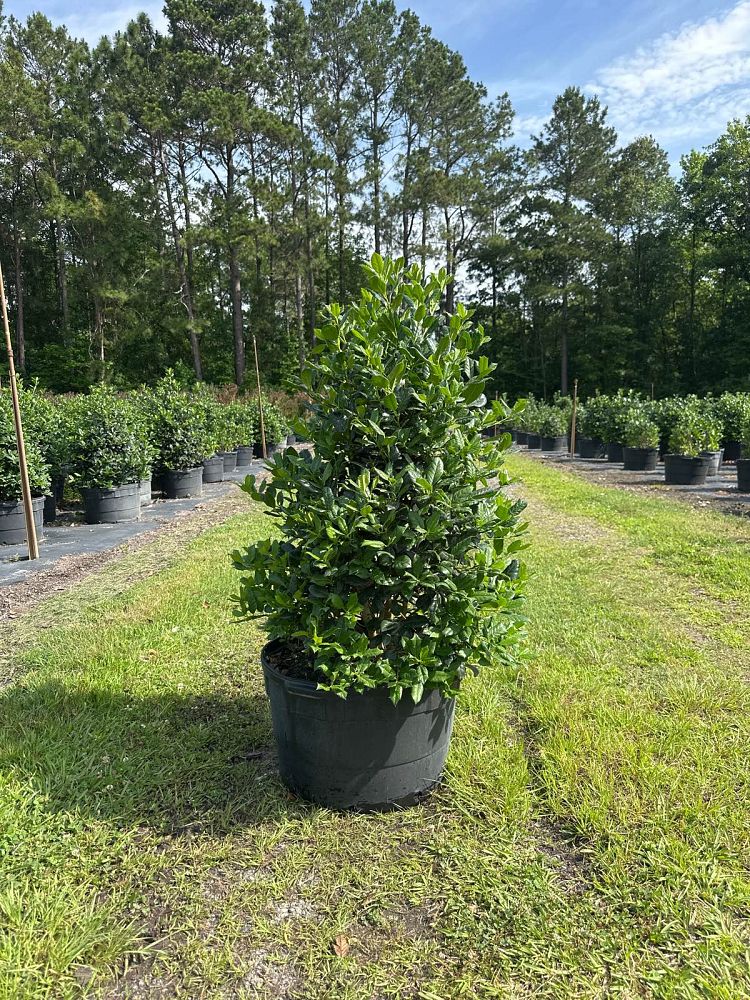 ilex-nellie-r-stevens-holly-nellie-r-stevens-holly