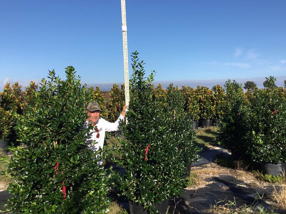 ilex-nellie-r-stevens-holly-nellie-r-stevens-holly