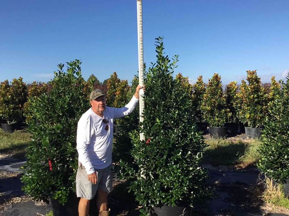 ilex-nellie-r-stevens-holly-nellie-r-stevens-holly