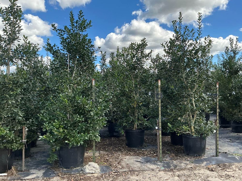 ilex-nellie-r-stevens-holly-nellie-r-stevens-holly