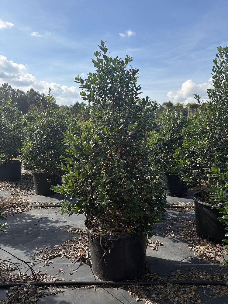 ilex-nellie-r-stevens-holly-nellie-r-stevens-holly