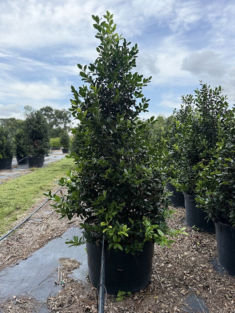 ilex-nellie-r-stevens-holly-nellie-r-stevens-holly