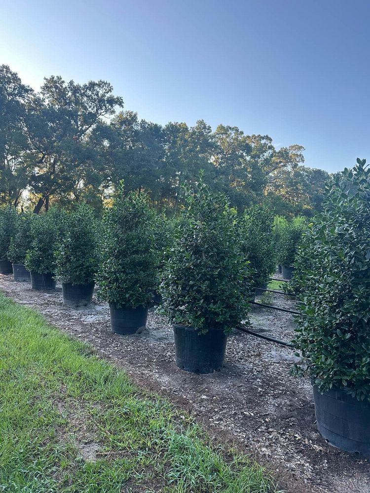 ilex-nellie-r-stevens-holly-nellie-r-stevens-holly