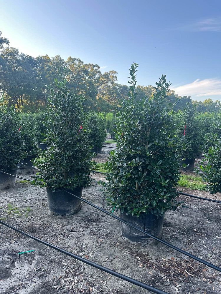 ilex-nellie-r-stevens-holly-nellie-r-stevens-holly