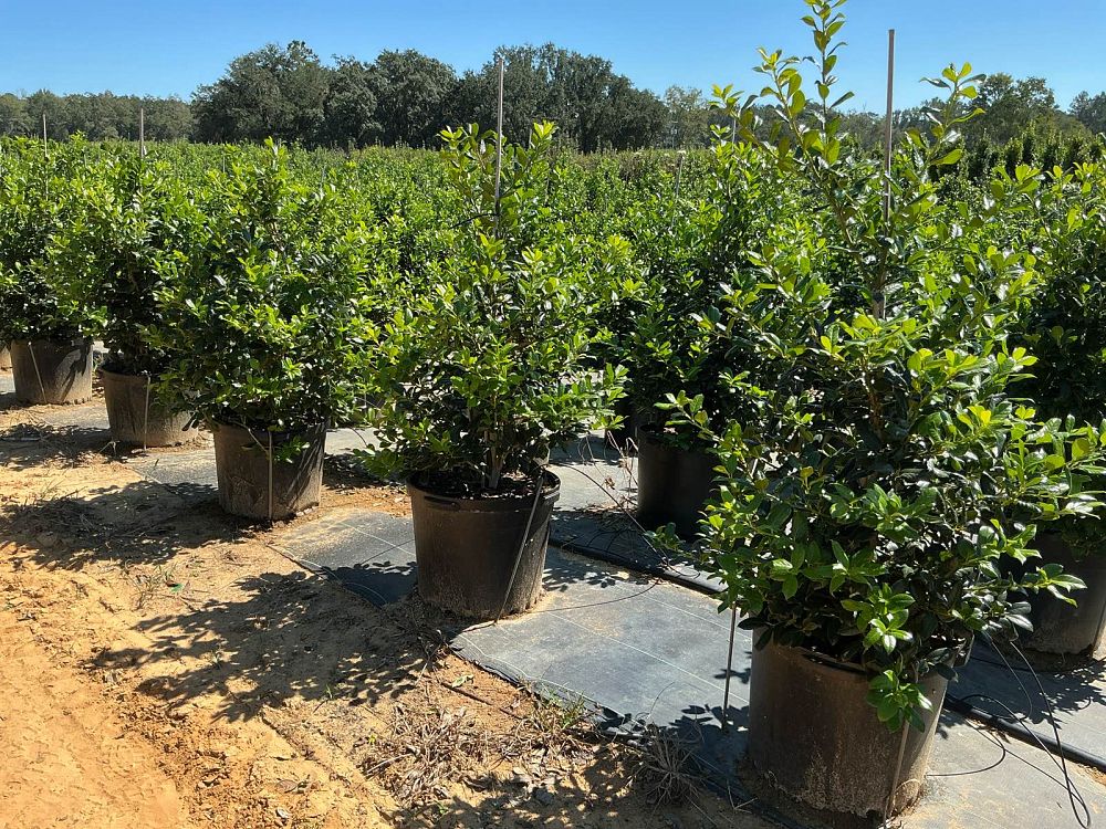 ilex-nellie-r-stevens-holly-nellie-r-stevens-holly