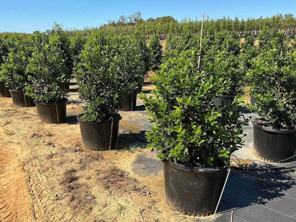 ilex-nellie-r-stevens-holly-nellie-r-stevens-holly