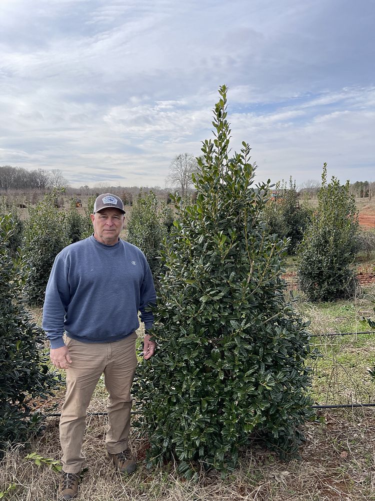 ilex-nellie-r-stevens-holly-nellie-r-stevens-holly