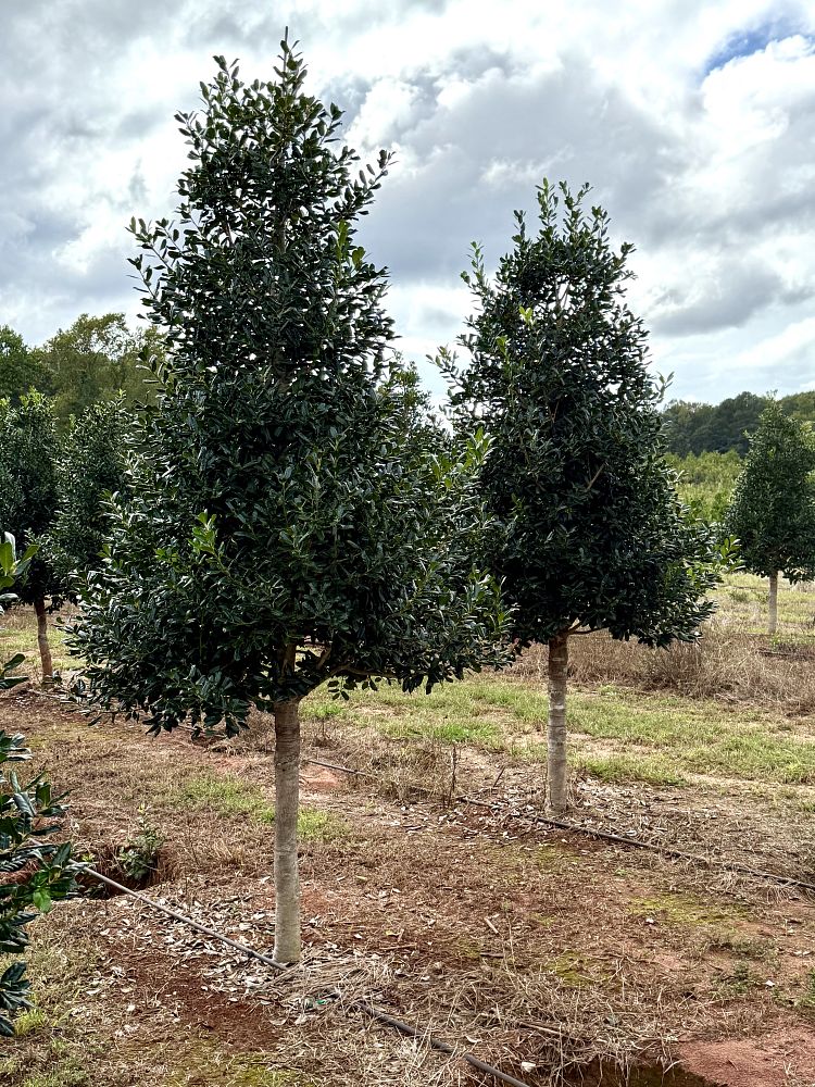 ilex-nellie-r-stevens-holly-nellie-r-stevens-holly