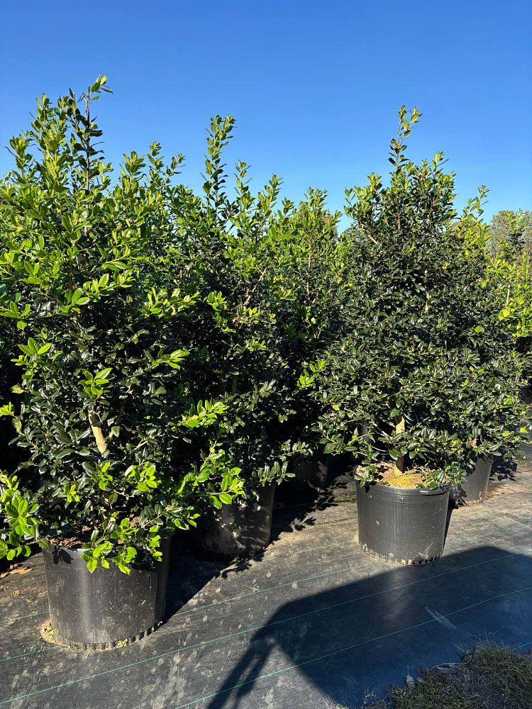 ilex-nellie-r-stevens-holly-nellie-r-stevens-holly