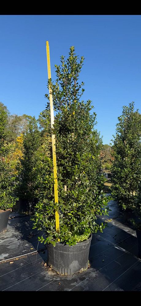 ilex-nellie-r-stevens-holly-nellie-r-stevens-holly