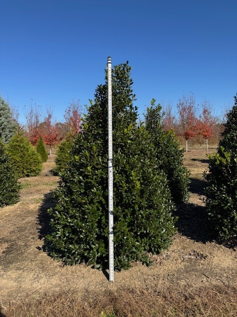 ilex-nellie-r-stevens-holly-nellie-r-stevens-holly