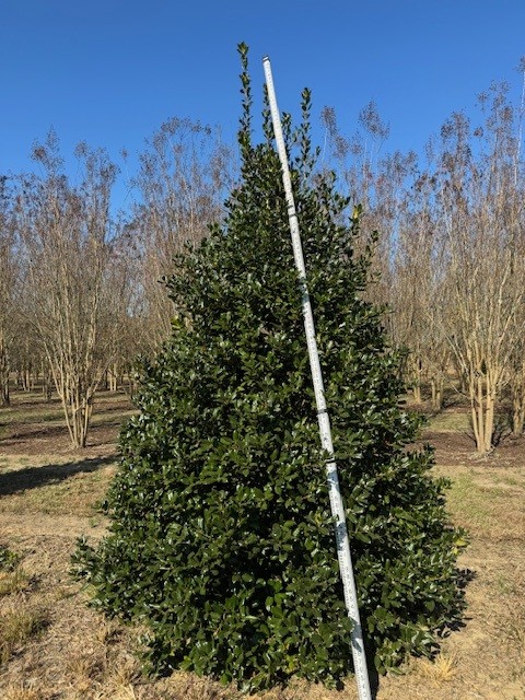 ilex-nellie-r-stevens-holly-nellie-r-stevens-holly