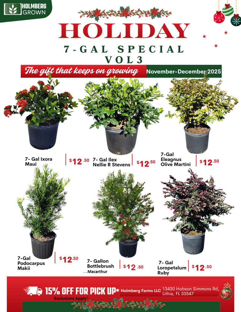 ilex-nellie-r-stevens-holly-nellie-r-stevens-holly