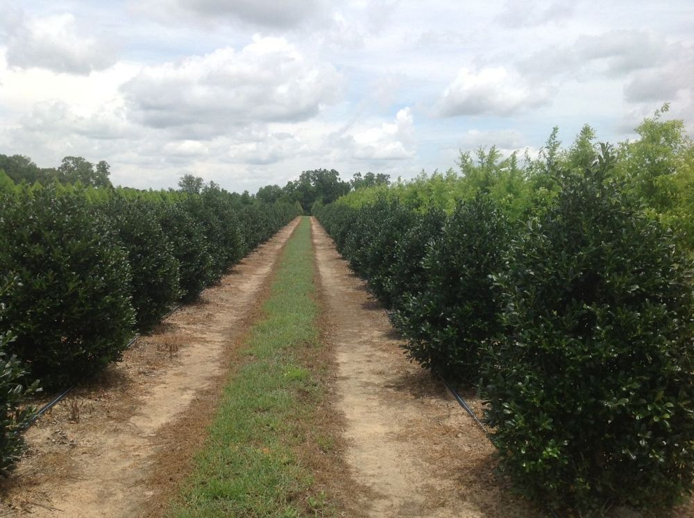 ilex-nellie-r-stevens-holly
