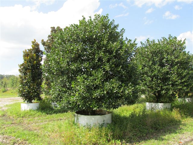 ilex-nellie-r-stevens-holly