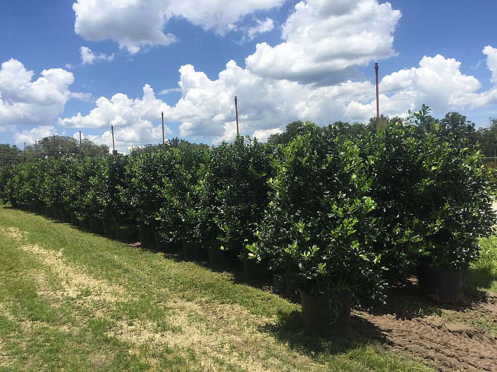 ilex-nellie-r-stevens-holly