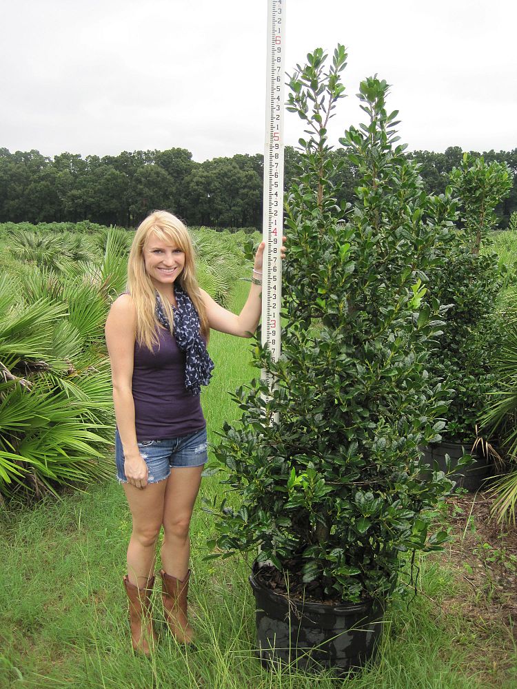 ilex-nellie-r-stevens-holly