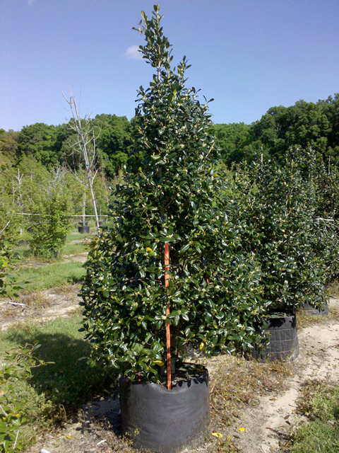 ilex-nellie-r-stevens-holly