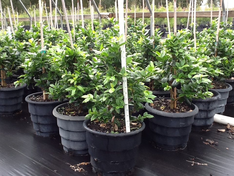 ilex-nellie-r-stevens-holly