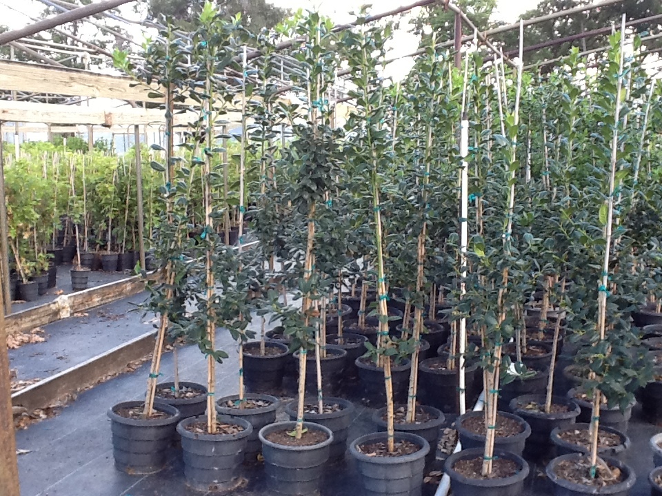 ilex-nellie-r-stevens-holly