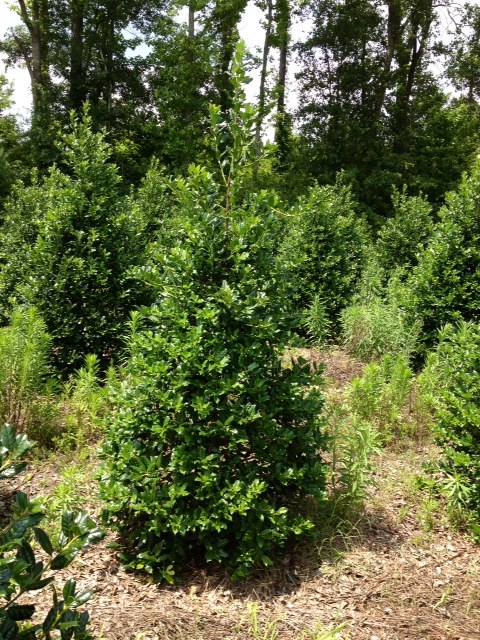 ilex-nellie-r-stevens-holly