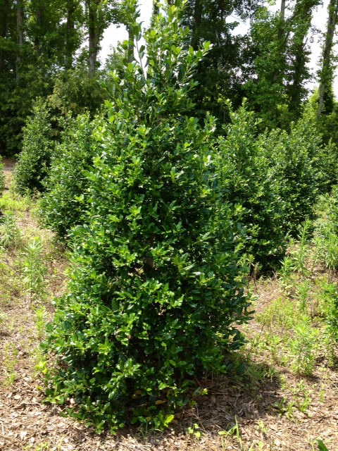 ilex-nellie-r-stevens-holly