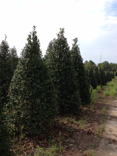 ilex-nellie-r-stevens-holly