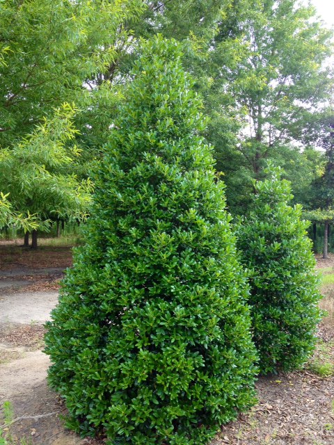 ilex-nellie-r-stevens-holly