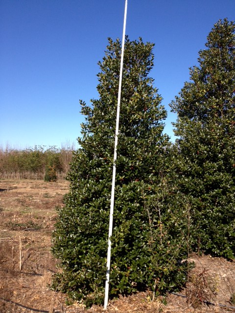 ilex-nellie-r-stevens-holly