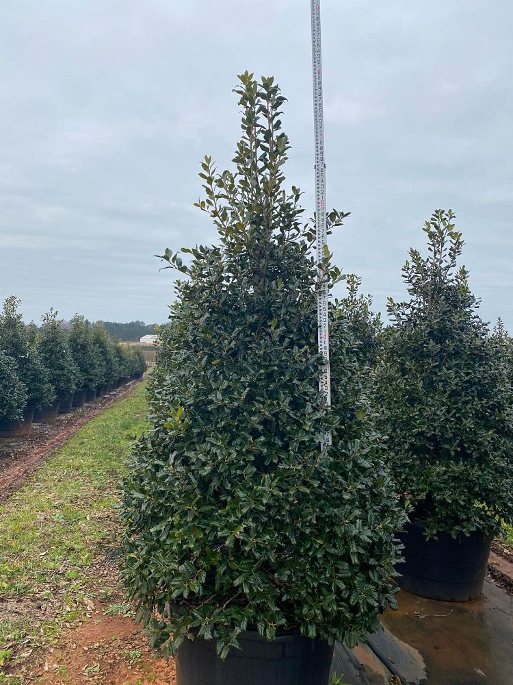 ilex-nellie-r-stevens-holly