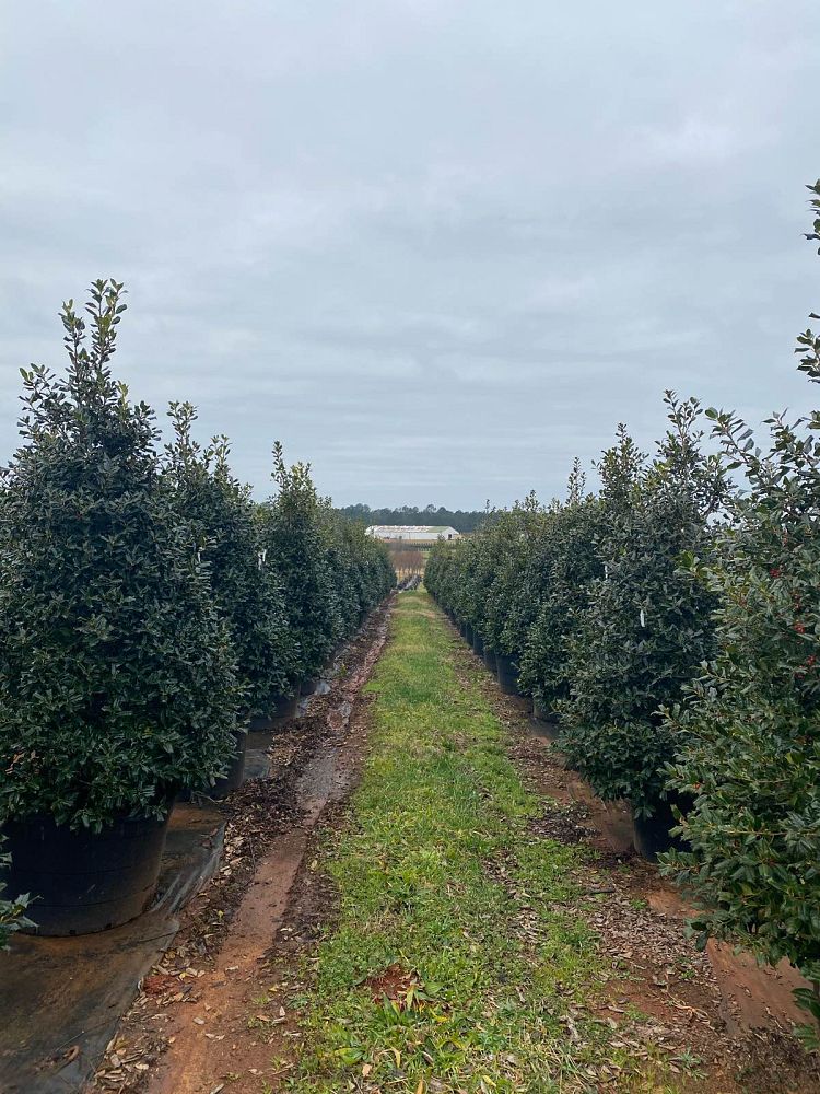 ilex-nellie-r-stevens-holly