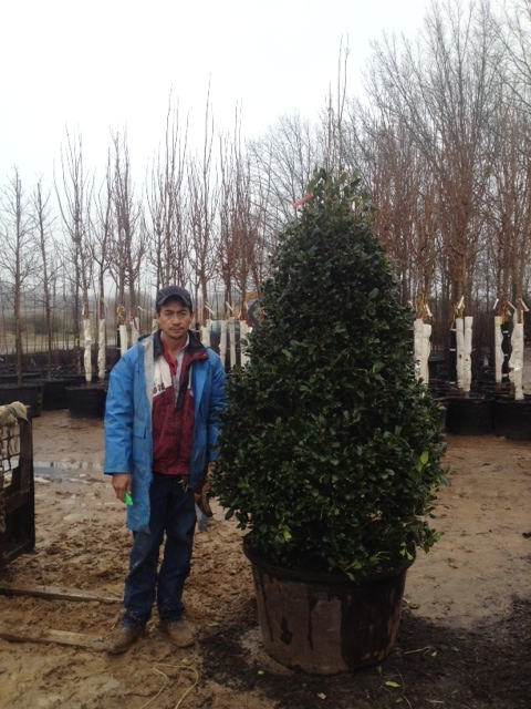 ilex-nellie-r-stevens-holly
