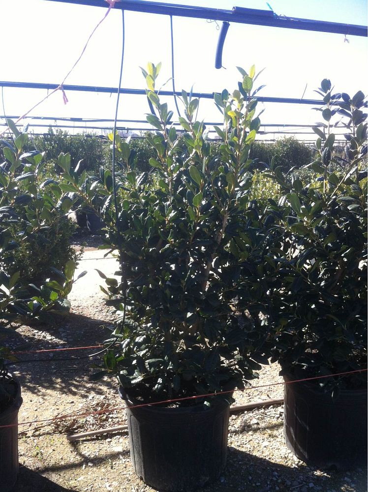 ilex-nellie-r-stevens-holly