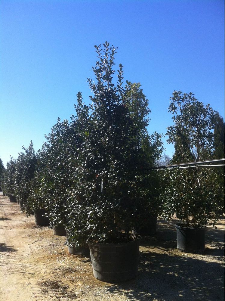 ilex-nellie-r-stevens-holly